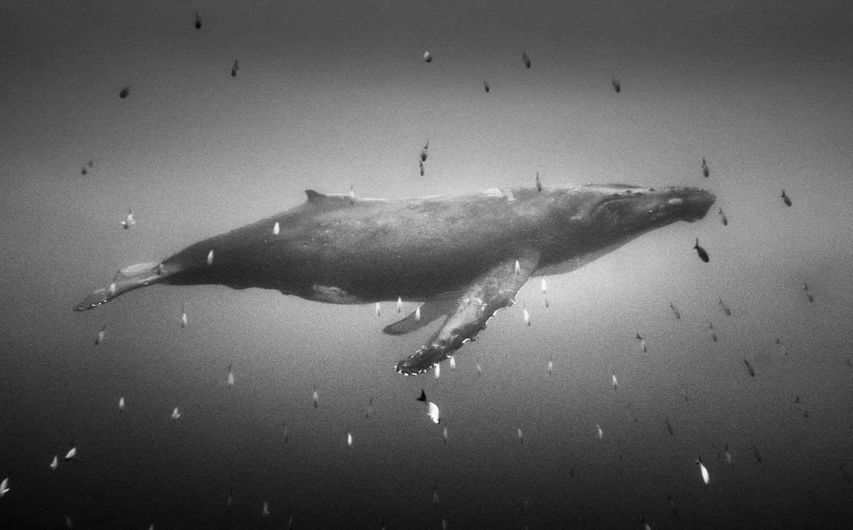 Silent Kingdom: A World Beneath the Waves