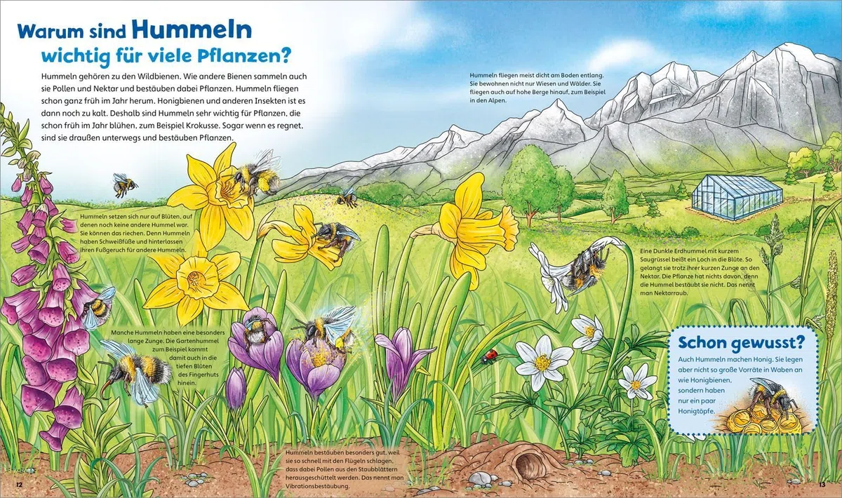 WAS IST WAS Junior Band 34 Bienen, Wespen, Hummeln