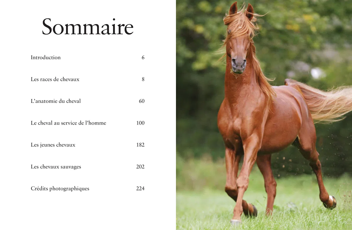 Les Chevaux: Libres et fidèles