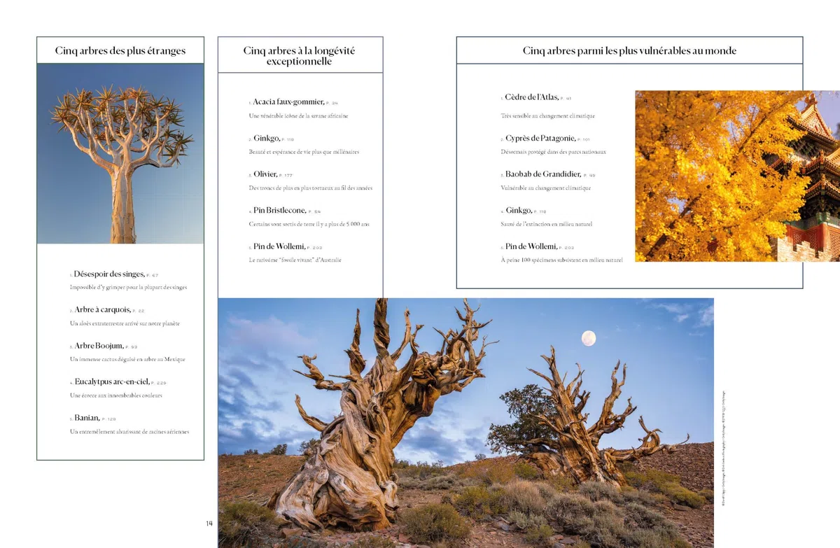 Lonely Planet - L'Atlas des arbres: Un incroyable tour du monde végétal