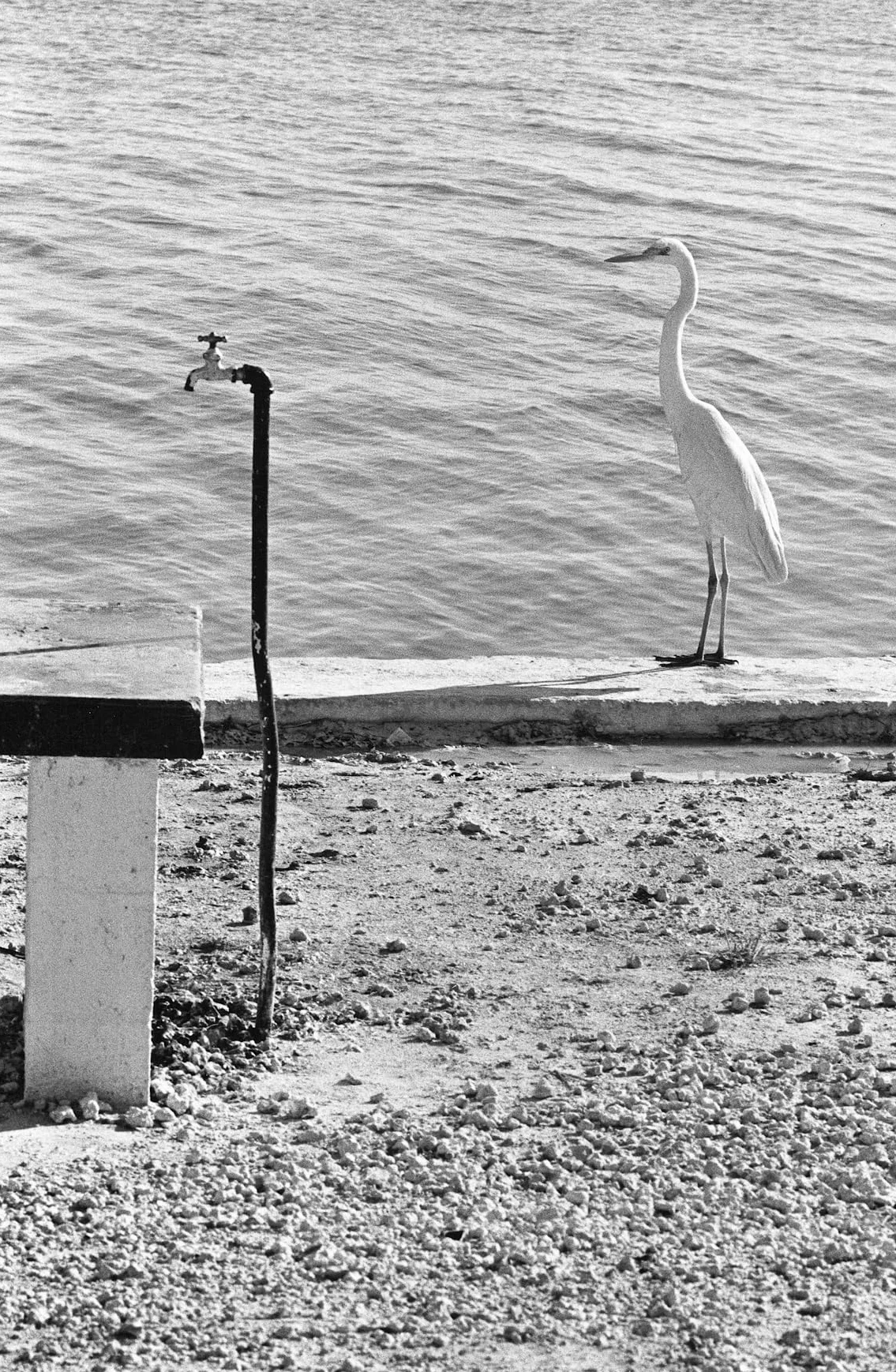 Elliott Erwitt Personal Best