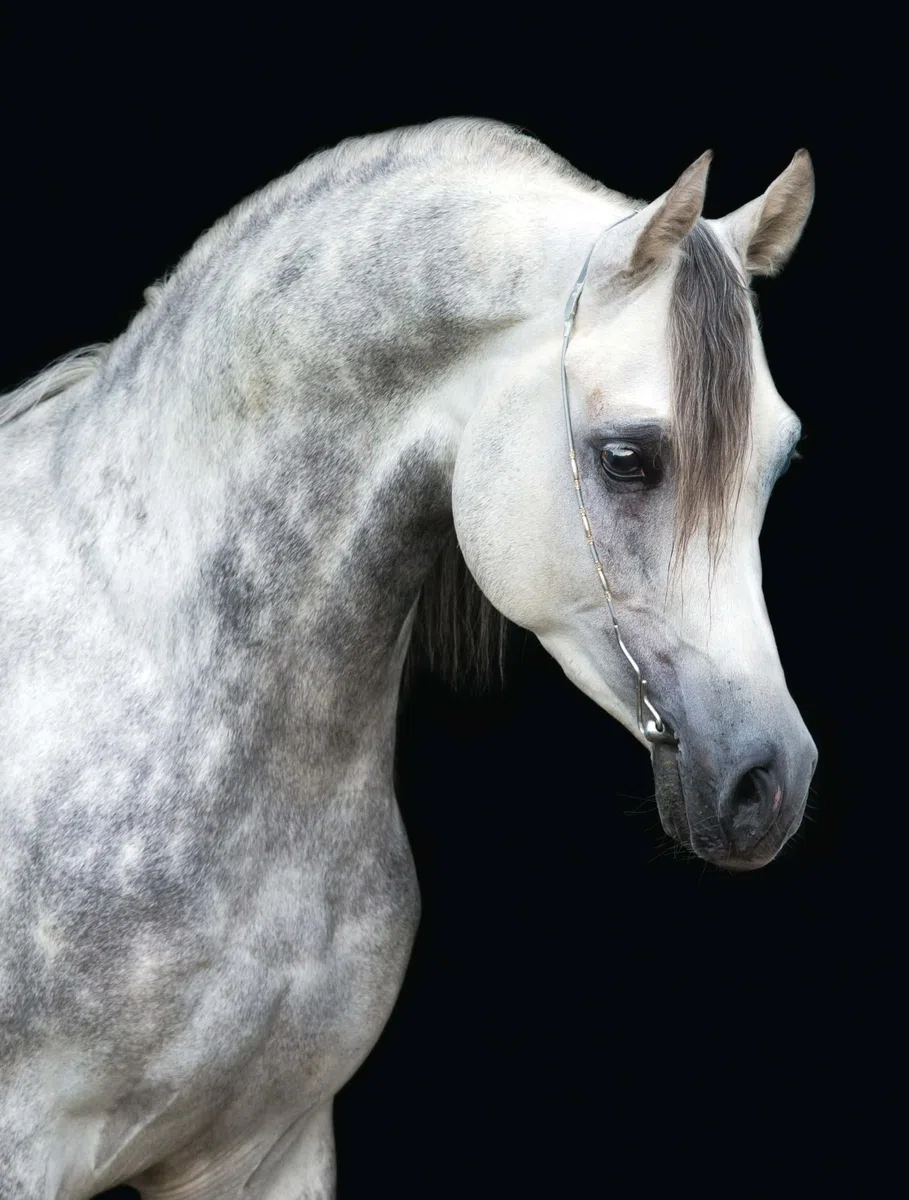 Chevaux de rêves - Les plus belles races du monde - Nouvelle édition