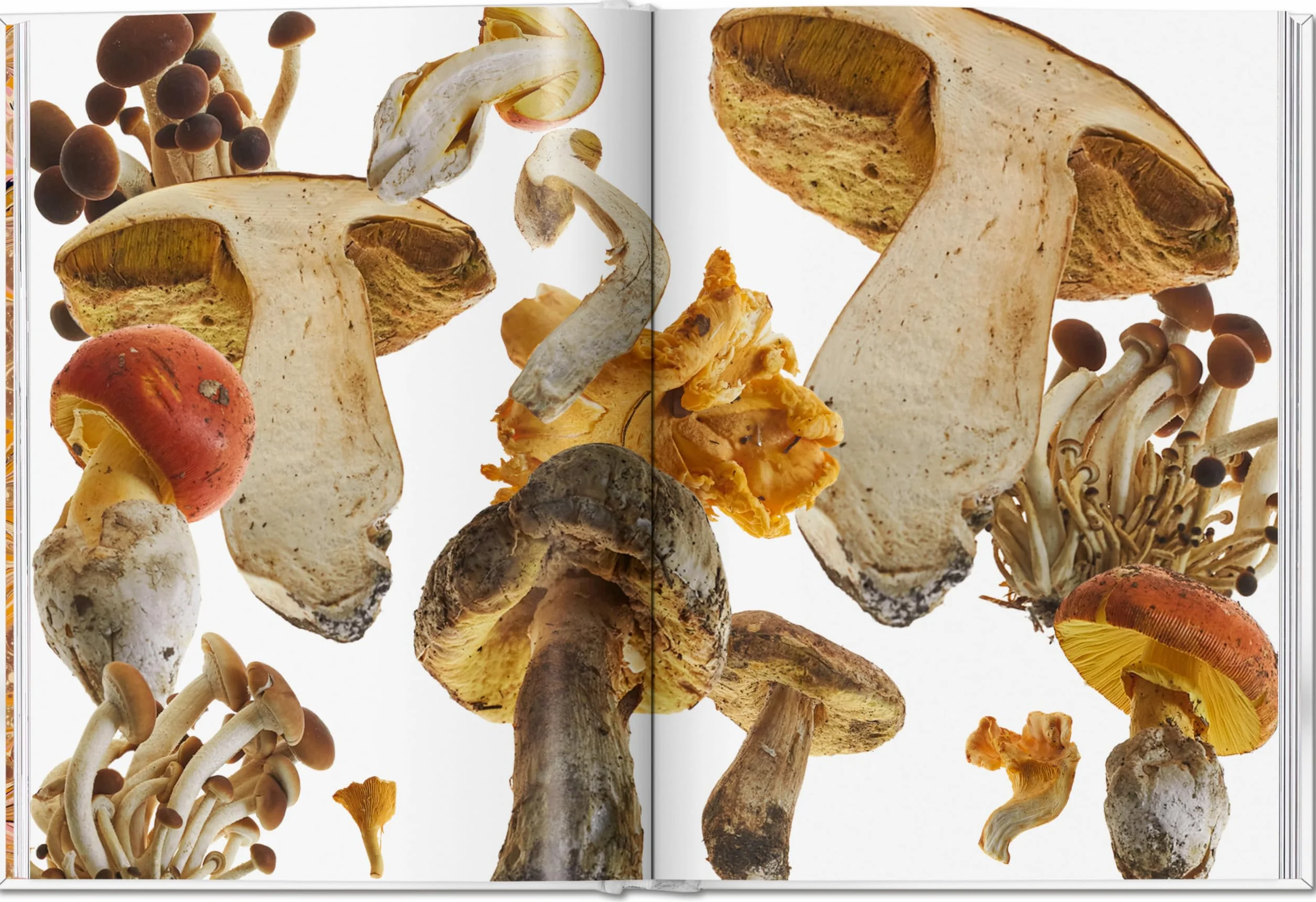 The Gourmand's Mushroom. A Collection of Stories & Recipes
