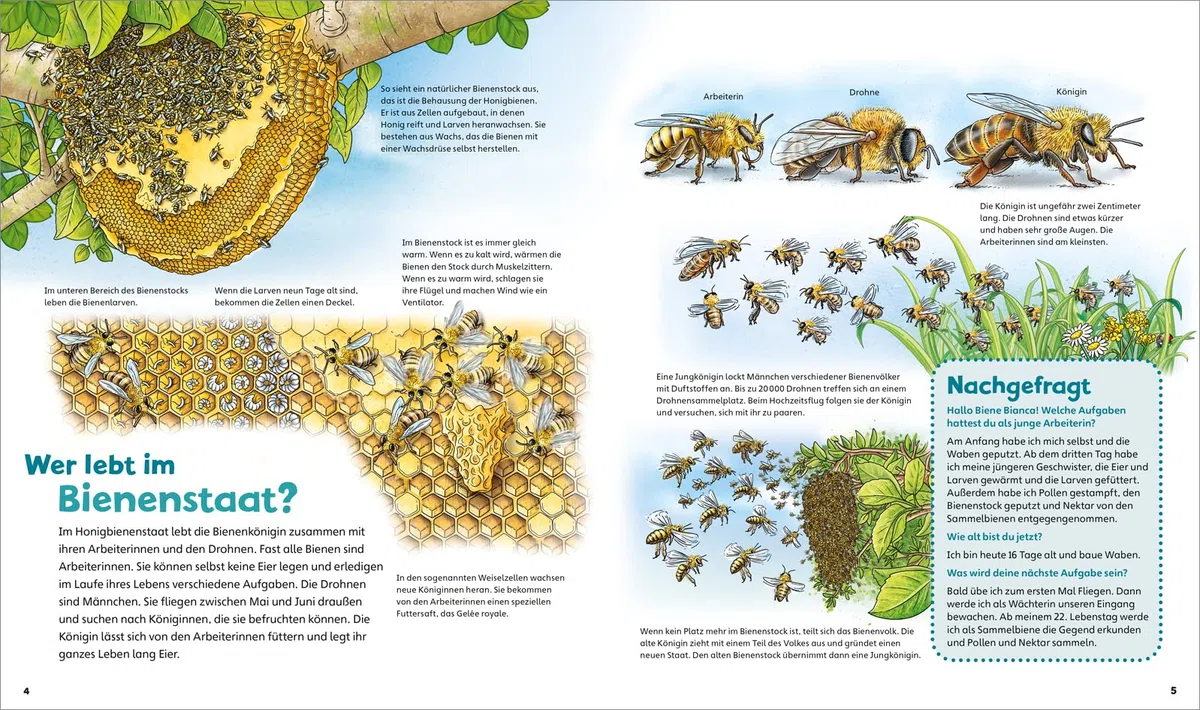 WAS IST WAS Junior Band 34 Bienen, Wespen, Hummeln