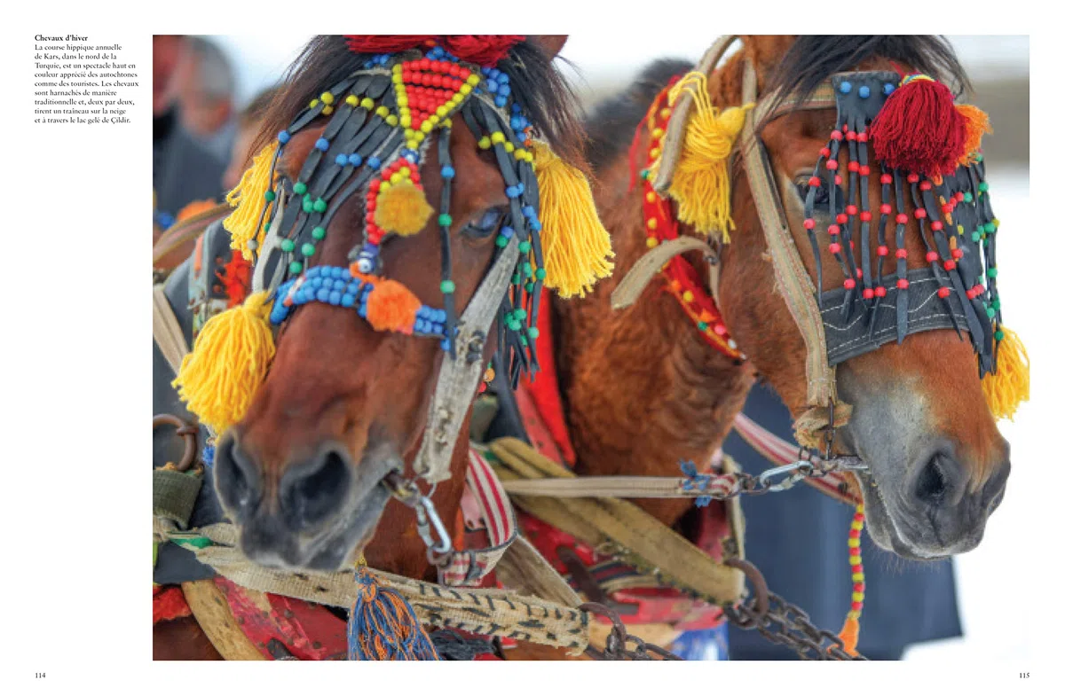 Les Chevaux: Libres et fidèles