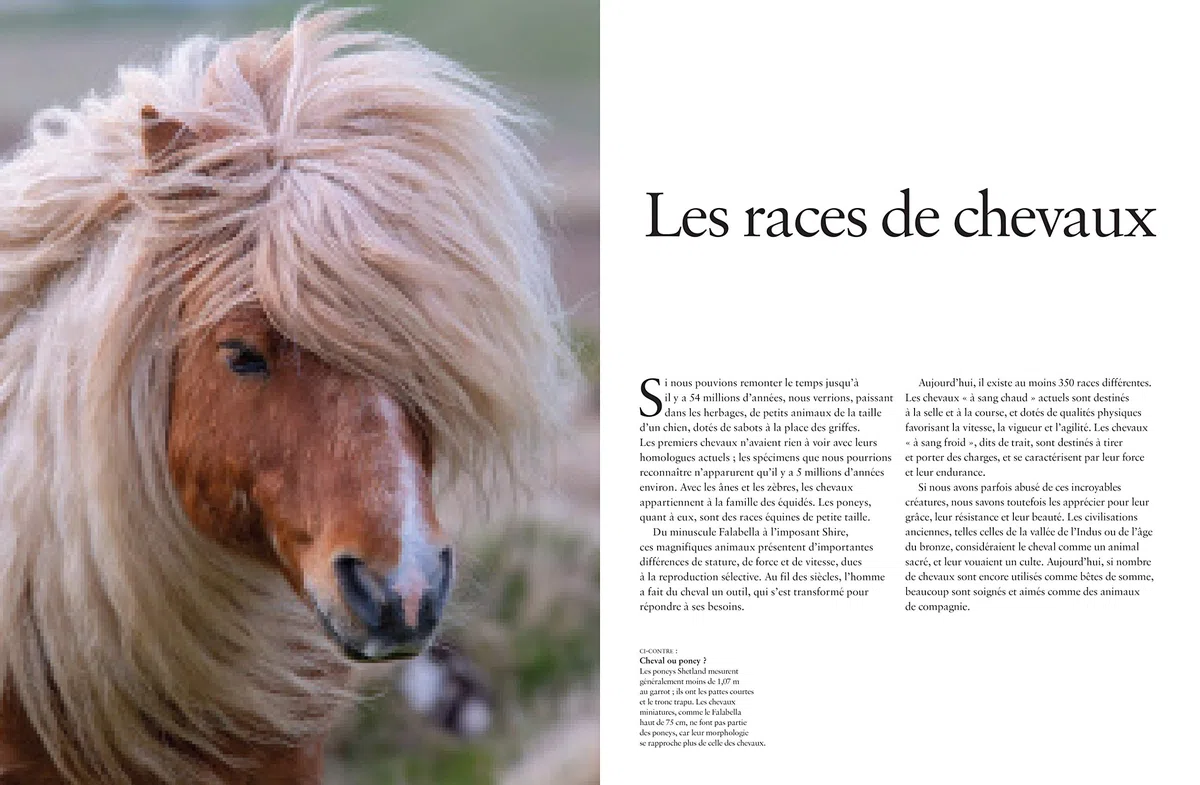 Les Chevaux: Libres et fidèles